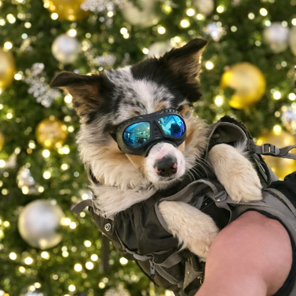 Close portrait of Casper, Captain Kimmer's adventure dog, wearing blue goggles