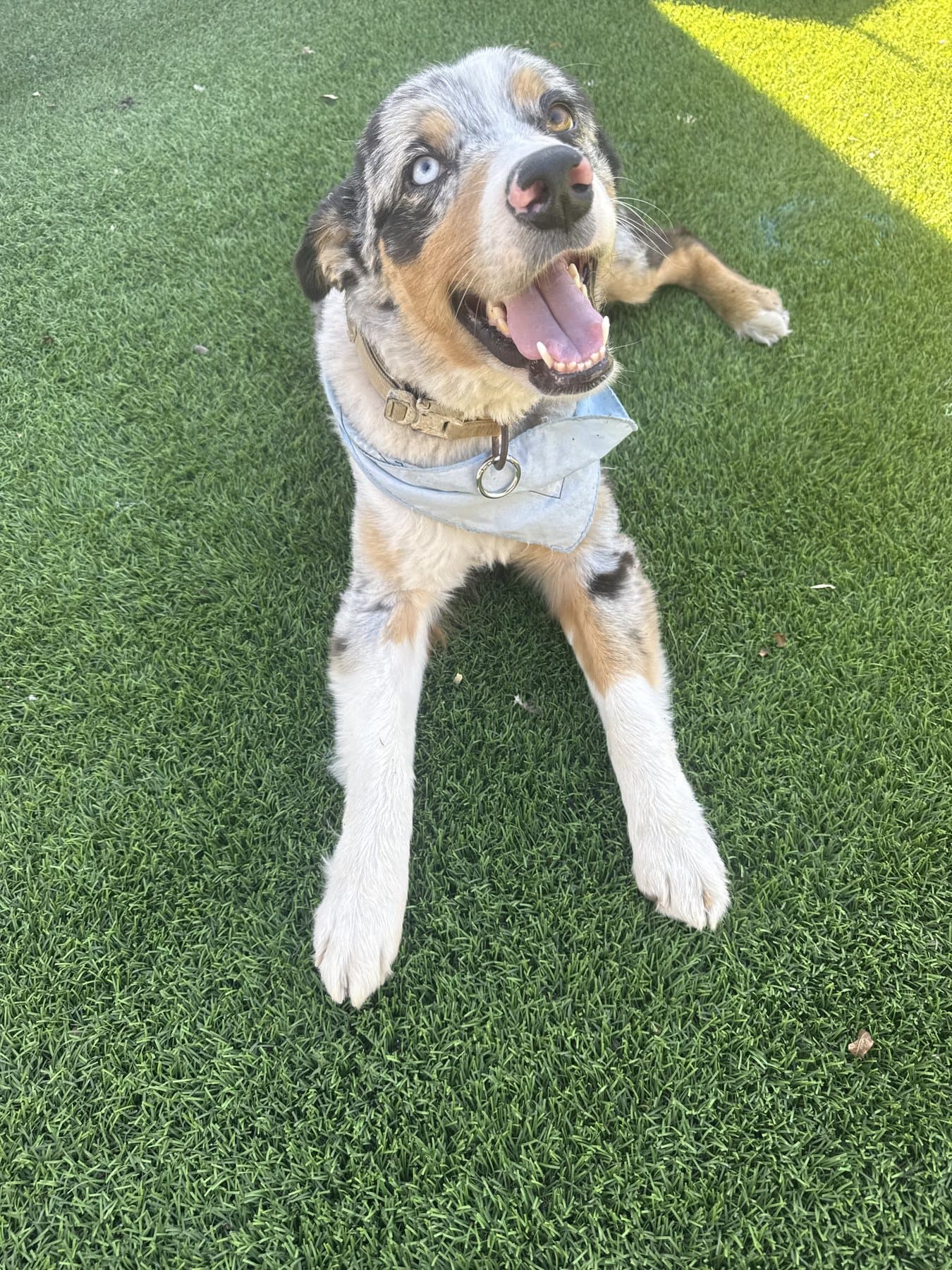 Casper the adventure dog smiling on green grass