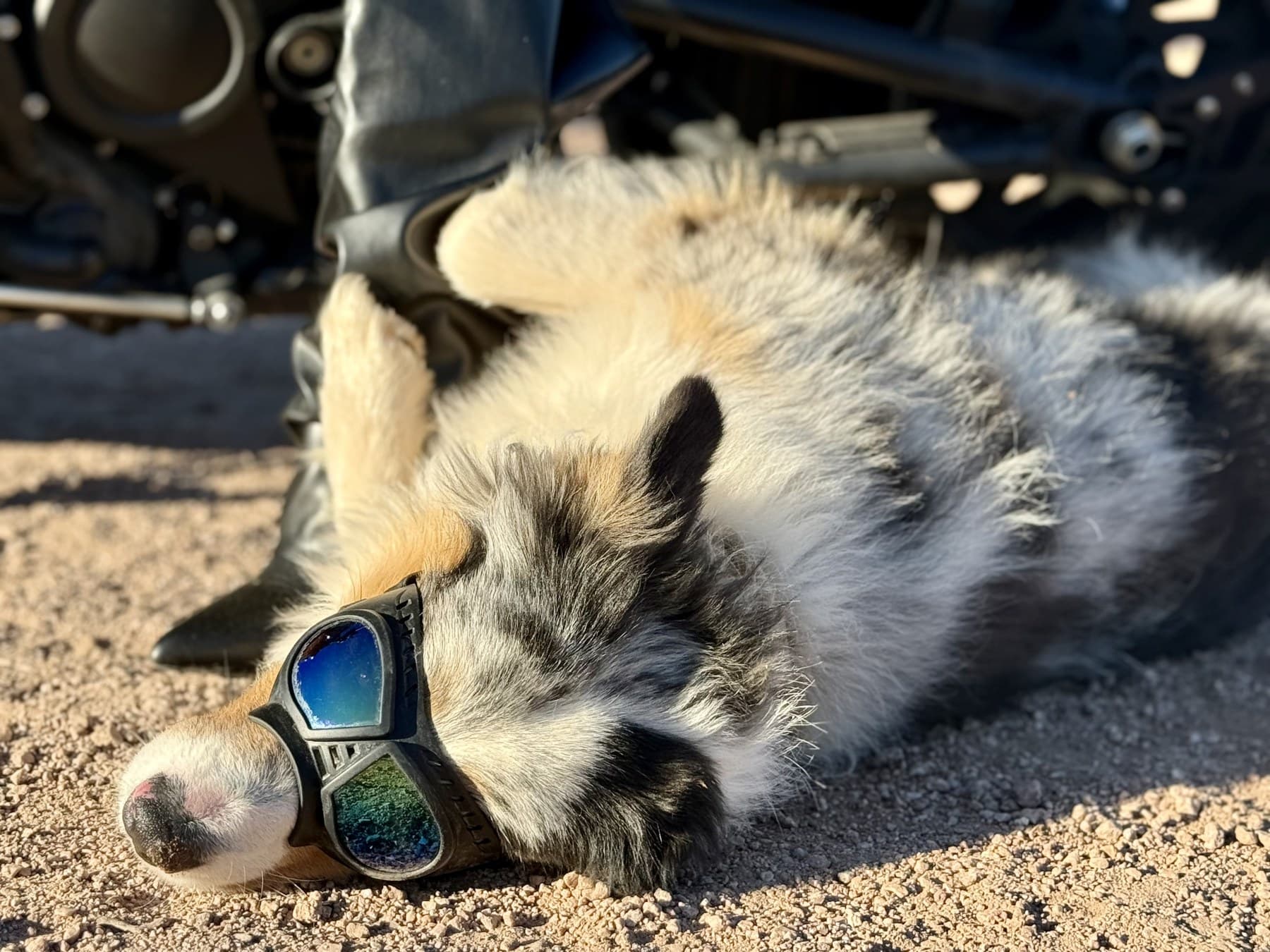 Casper the Harley riding dog resting in goggles beside a motorcycle boot