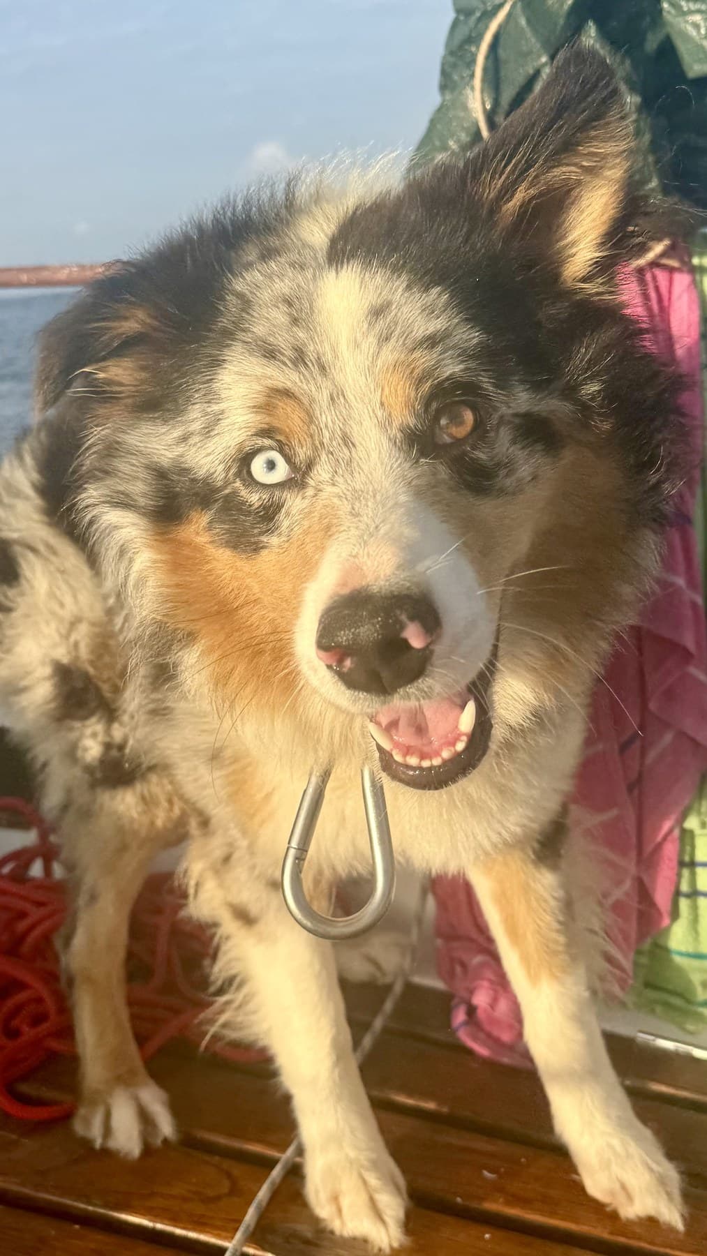 Close portrait of Casper smiling on a boat during a sailing dog adventure