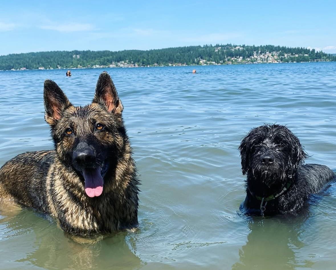 Casper and another adventure dog standing in a lake during outdoor travel