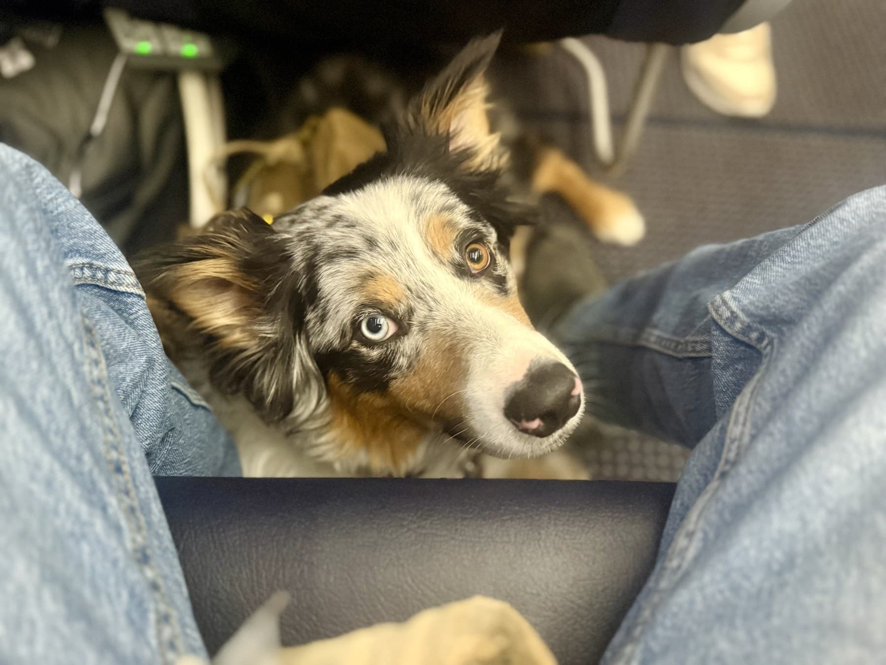 Casper looking up from the floor of a car during a dog travel blog road trip