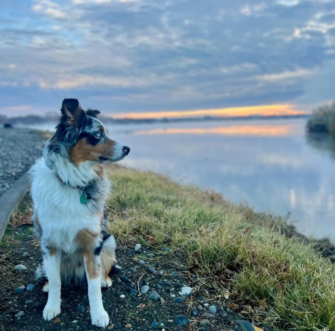 Casper, Kimmer O'Reilly's adventure dog, sitting beside calm water at sunset