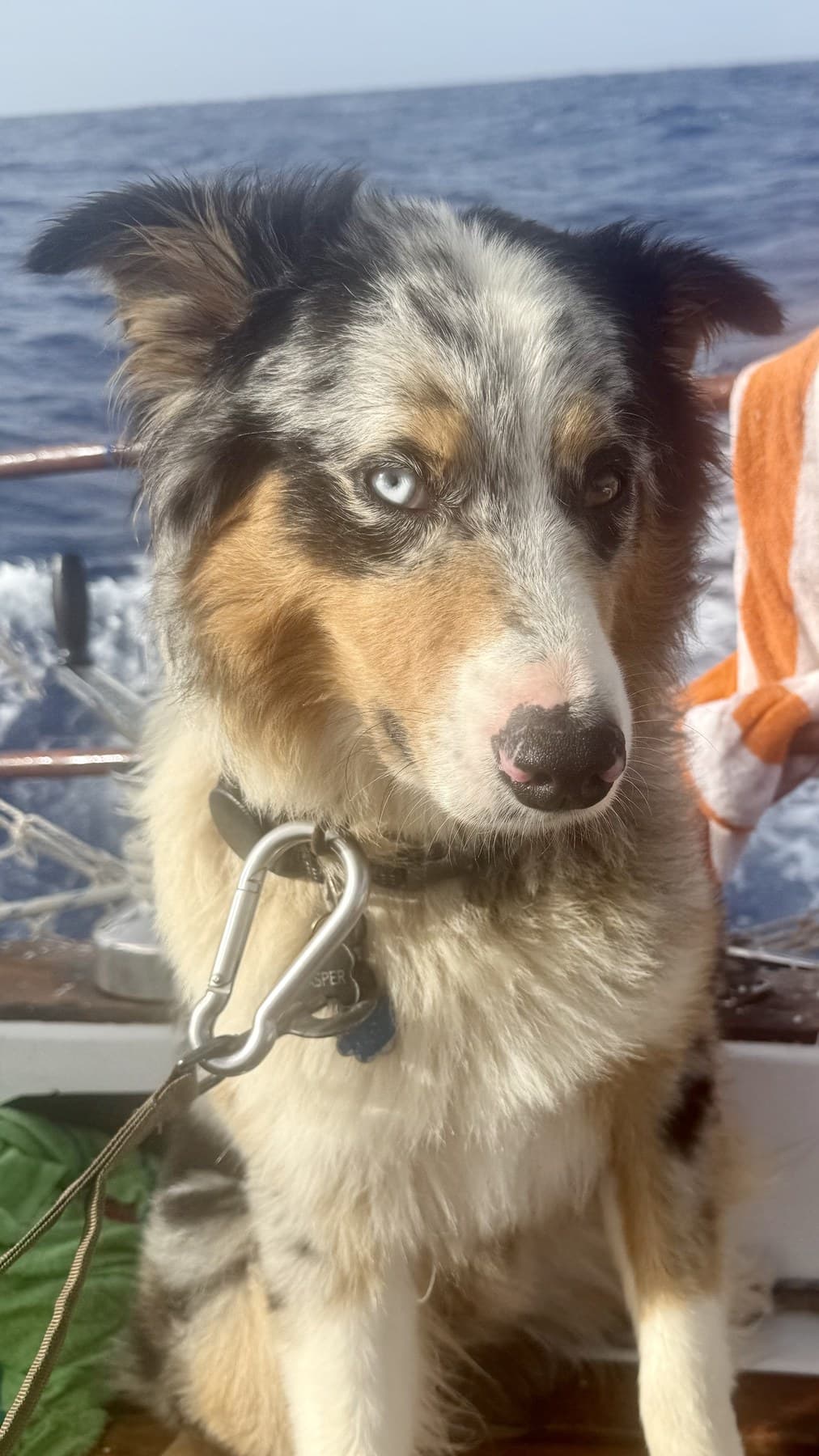 Casper the adventure dog on a sailboat with open ocean behind him